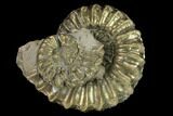 Pyritized (Pleuroceras) Ammonite Fossil Cluster - Germany #131132-1